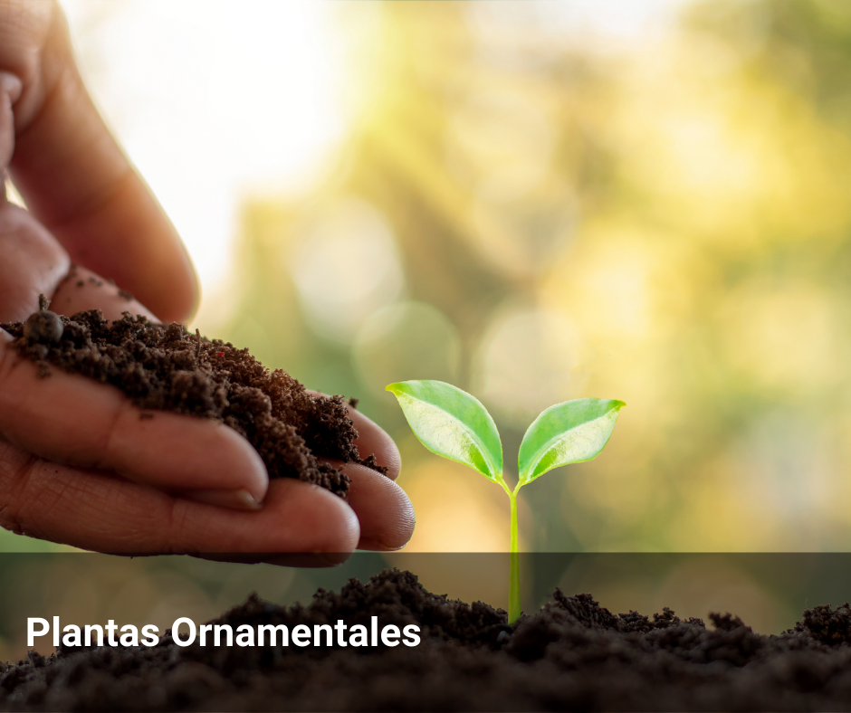 Plantas Ornamentales Plantas Ornamentales